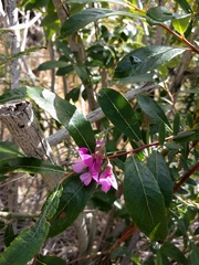Lathyrus vestitus alefeldii
