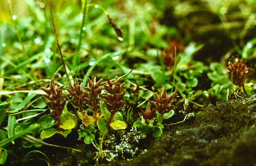 Polar Willow (Salix polaris)