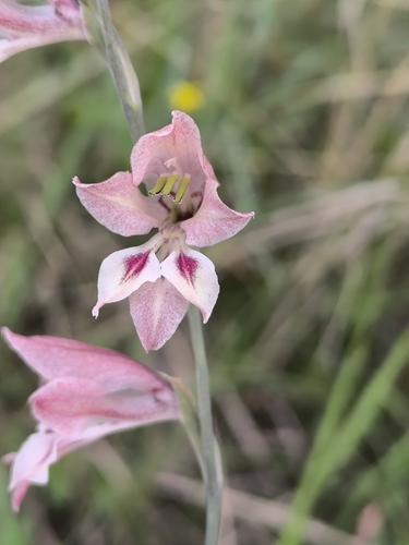 Gladiolus unguiculatus