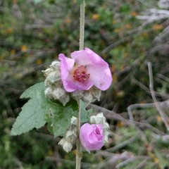 Malacothamnus fasciculatus catalinensis