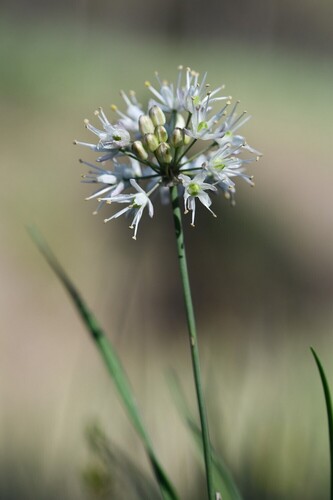 Heather garlic (Allium ericetorum)