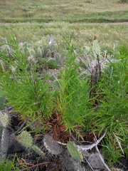 Malacothrix saxatilis tenuifolia