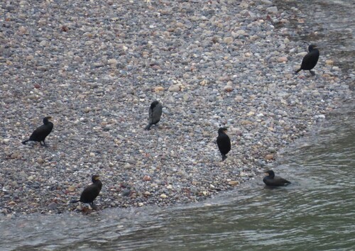 Kormoran