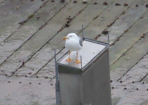 Mittelmeermöwe