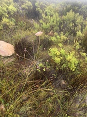 Hermas ciliata