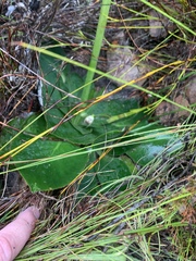 Hermas ciliata