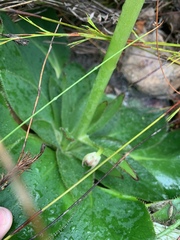 Hermas ciliata