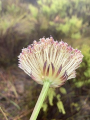 Hermas ciliata