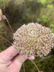 Hermas ciliata
