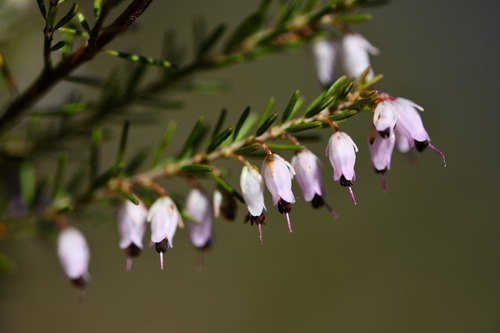 Erica erigena (Erica erigena)