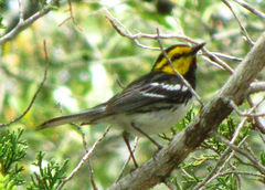 Setophaga chrysoparia