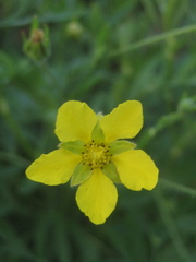 Sibbaldianthe bifurca