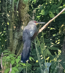 Coccyzus longirostris