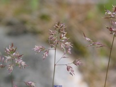Poa bulbosa