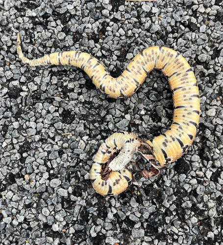Puff Adder