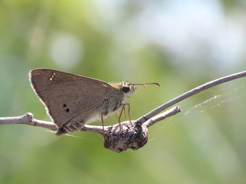 Hesperilla malindeva