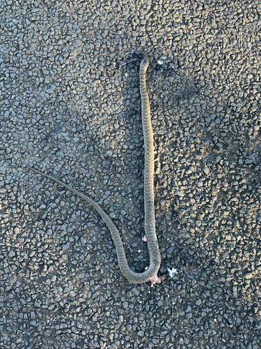 Common keelback sighting