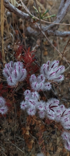 Ptilotus declinatus, 2025-12-06