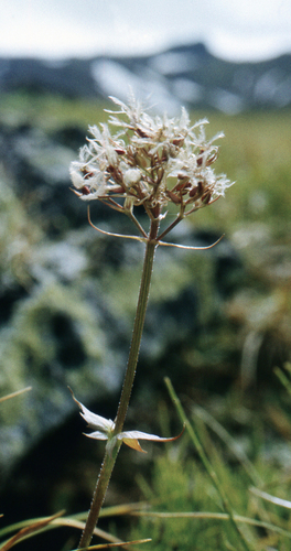 Capitate Valerian (Valeriana capitata)