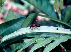 Anterhynchium grayi