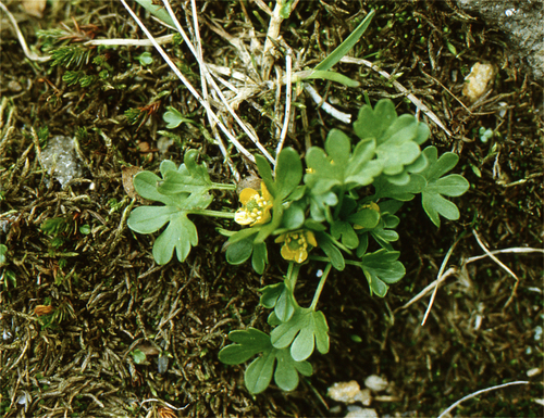 Dwarf Buttercup (Ranunculus pygmaeus)