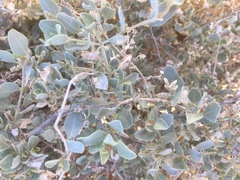 Tidestromia suffruticosa