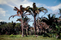 Raphia australis