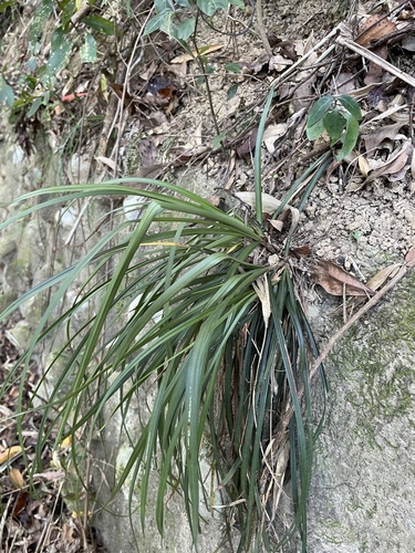 Carex sociata iNat (3)