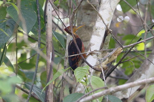 Orange-backed Woodpecker (Chrysocolaptes validus), photo 5