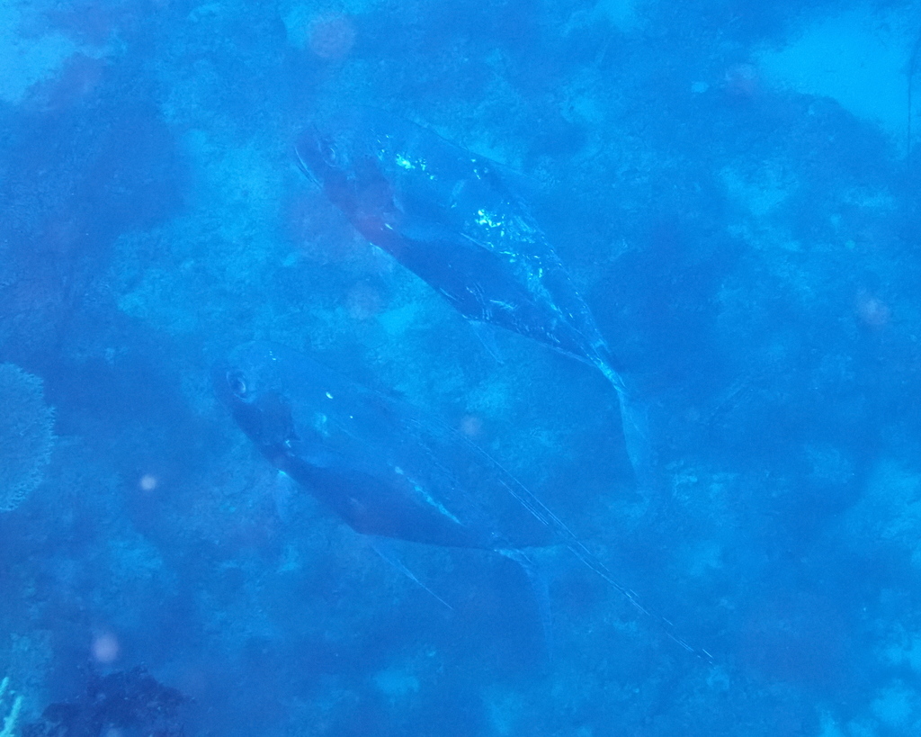 African pompano