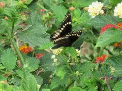 Papilio scamander