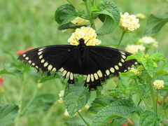 Papilio scamander