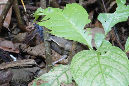 Bicolored Babbler (Cyanoderma bicolor), photo 10