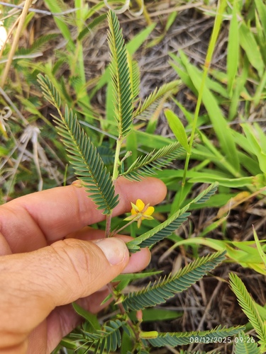 Chamaecrista comosa (Chamaecrista comosa)