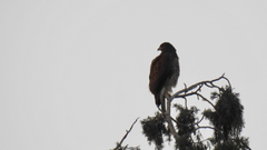 Parabuteo unicinctus