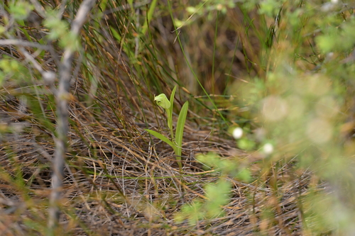 Pterostylis furcata observed 2025-12-05