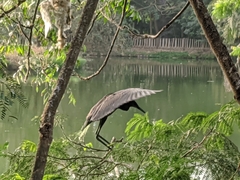 Egretta ardesiaca