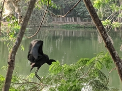 Egretta ardesiaca
