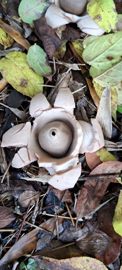 Geastrum michelianum · December 2025 · photo: © claire798 (iNaturalist, cc0)