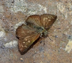 Dalla crithote
