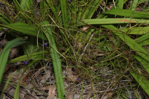 short-flowered flax lily (Dianella brevipedunculata)