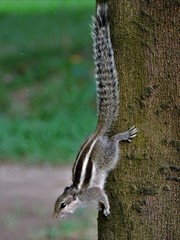 Funambulus pennantii