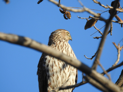 Accipiter cooperii