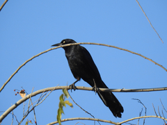 Quiscalus mexicanus