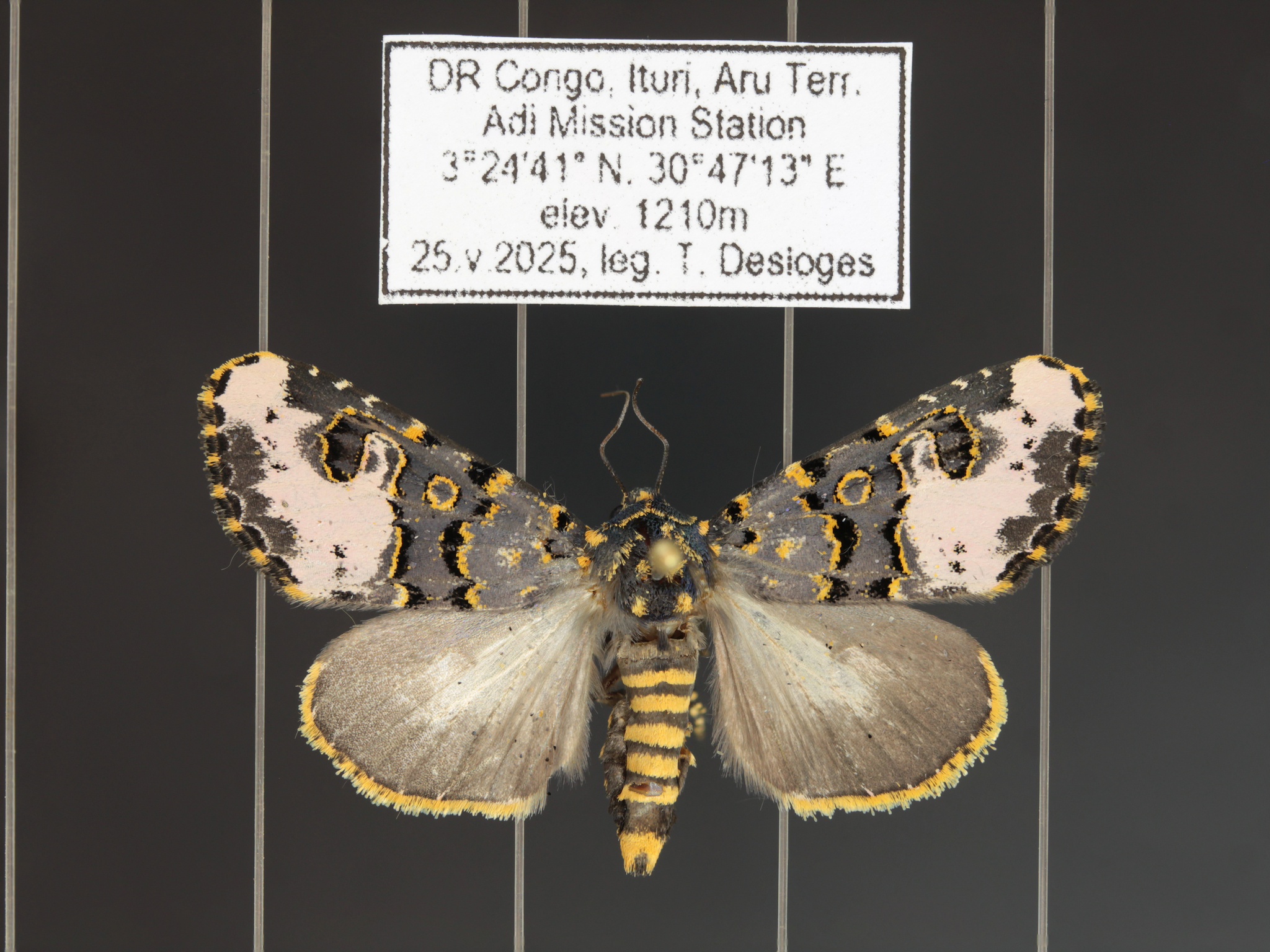 Moruthwane Insect Some new Moths off the spreading board - InsectNet forum