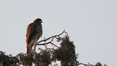 Parabuteo unicinctus