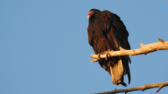 Cathartes aura