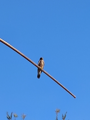 Eurasian Kestrel