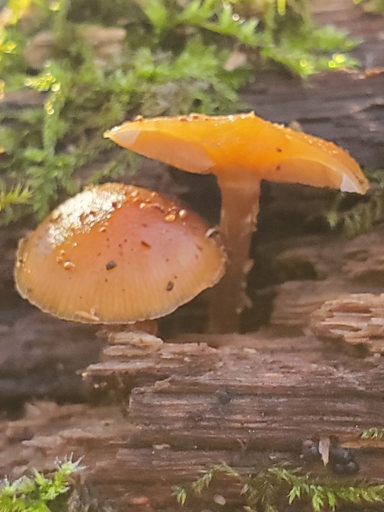 Galerina marginata · December 2025 · photo: © curia (iNaturalist, cc-by)