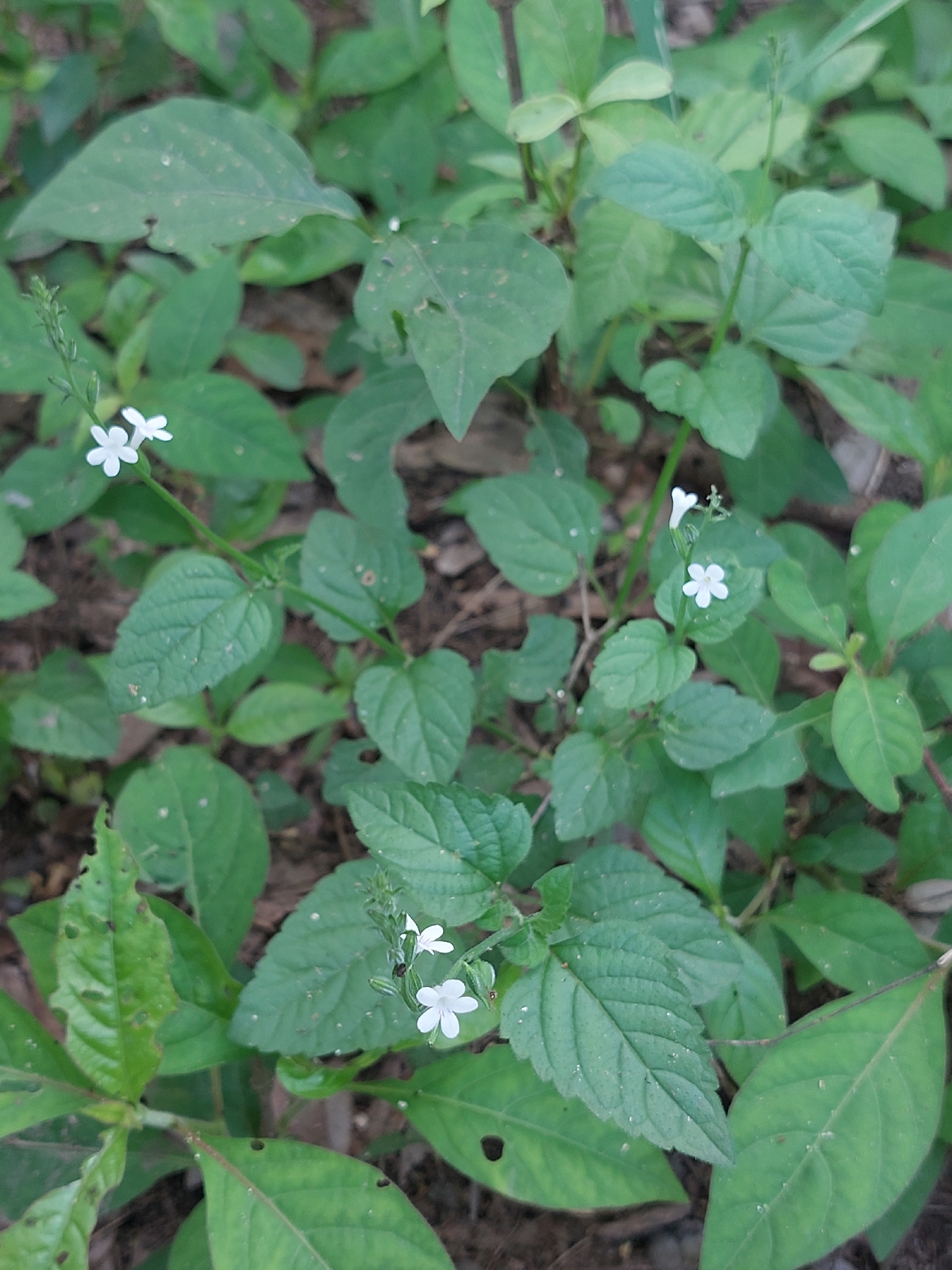 Imagem de Priva flabelliformis